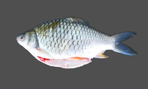 Puti 250gX24=6kg